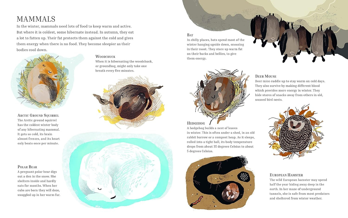 Winter Sleep: A Hibernation Story