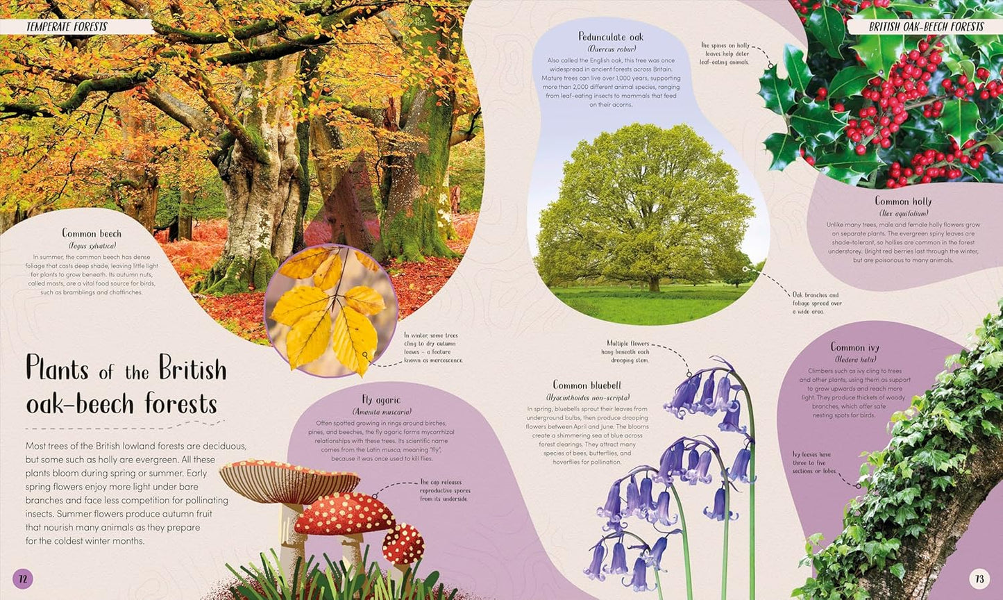 DK Forest: Walk Through the Fascinating World of the Wild