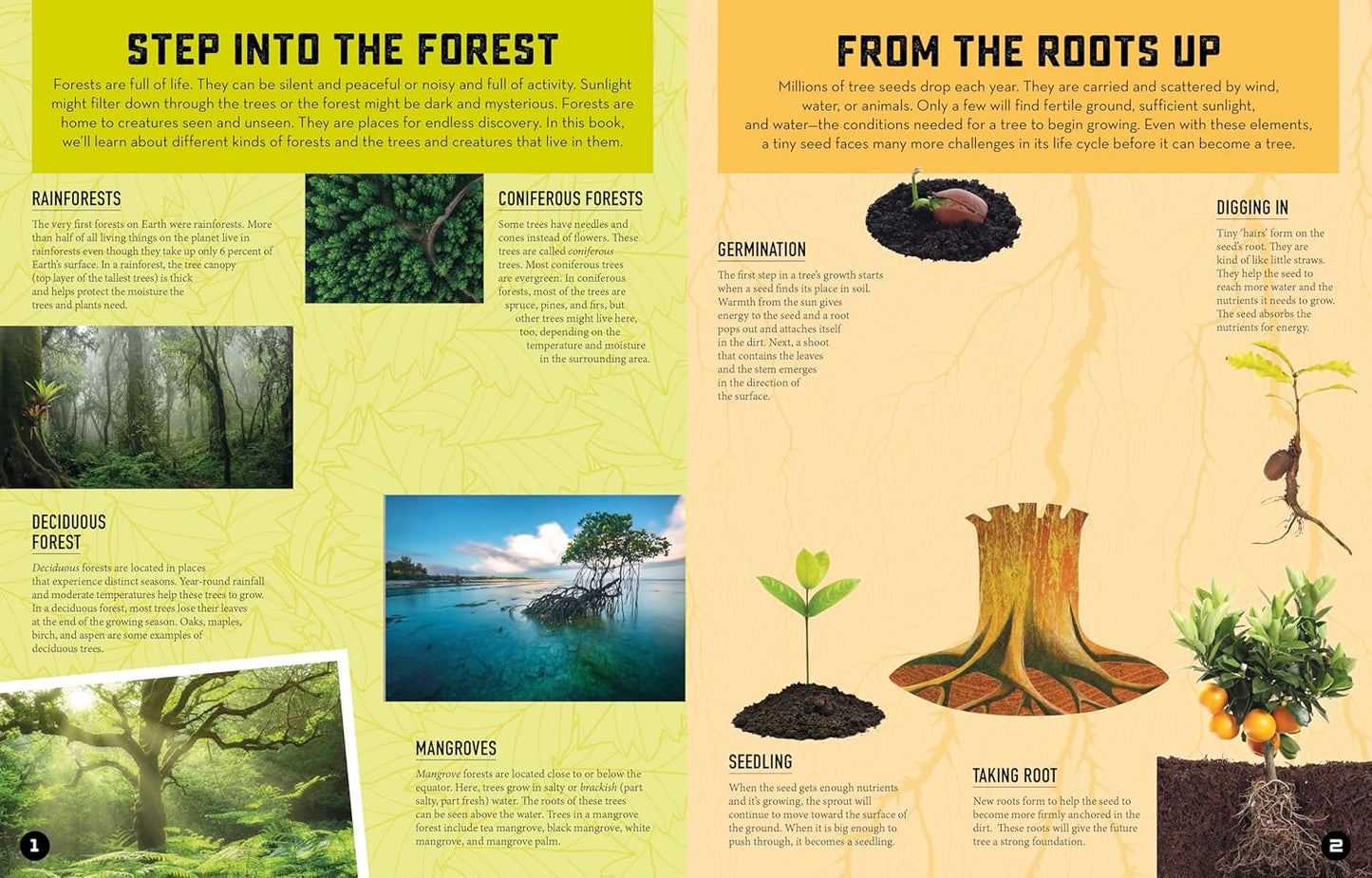 Inside Out Forest: Discover Nature's Most Dynamic Ecosystems