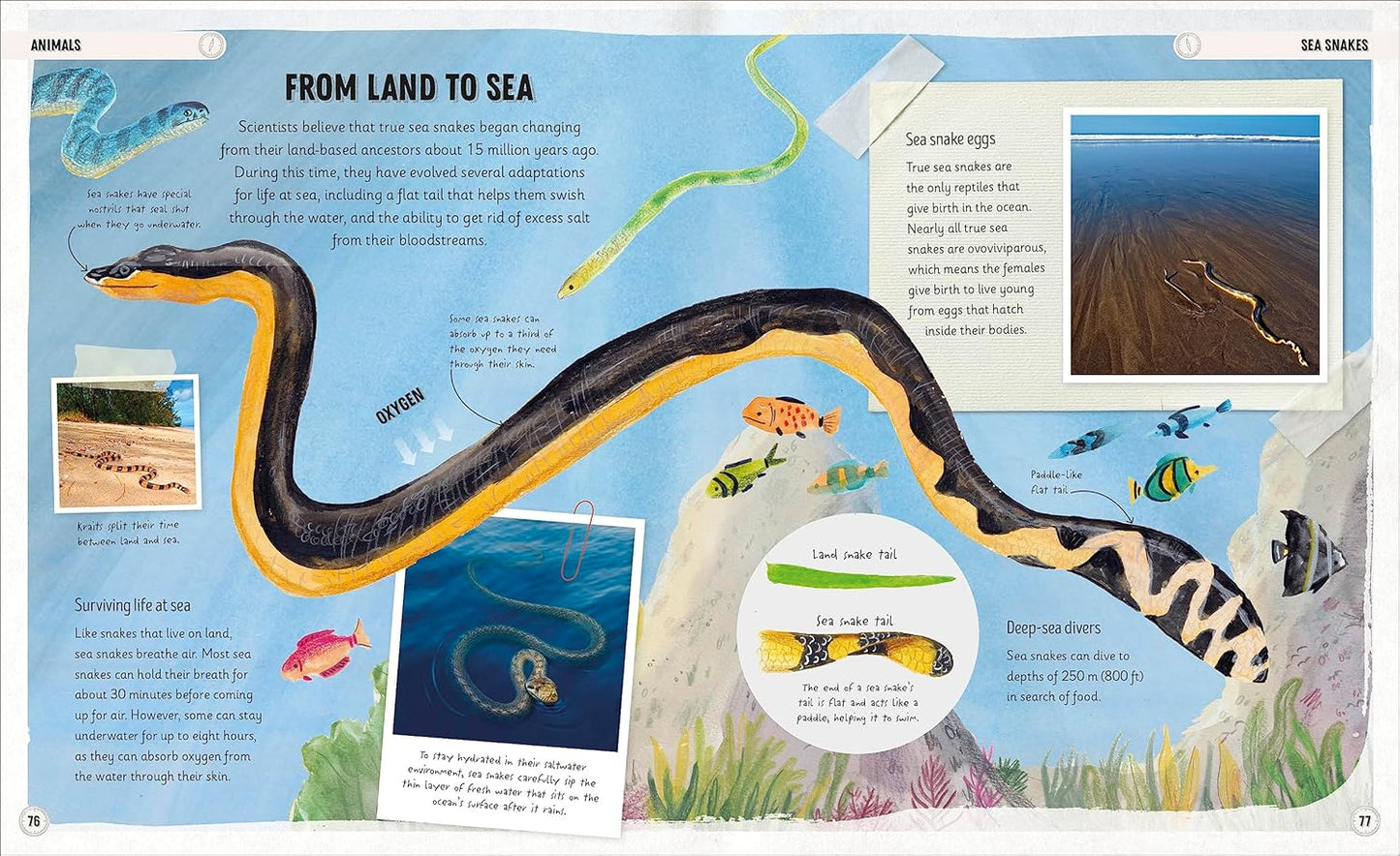 DK Amazing Oceans: The Surprising World of Our Incredible Seas