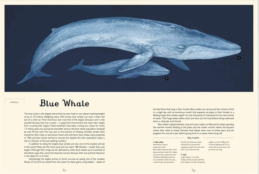 Welcome to the Museum: Oceanarium