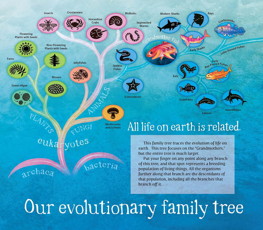 Grandmother Fish: A Child's First Book of Evolution