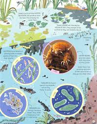 Usborne See Inside the Microscopic World