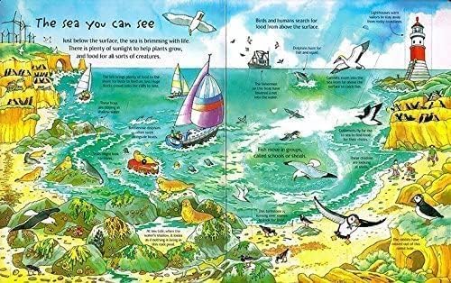 An Usborne Flap Book: See Under the Sea