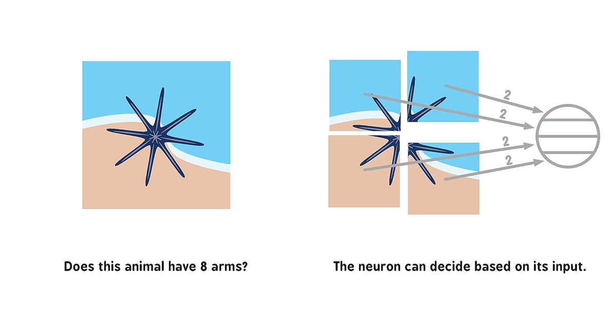 Neural Networks for Babies