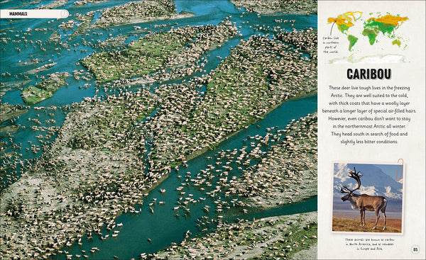 DK Amazing Animal Journeys: The Most Incredible Migrations in the Natural World