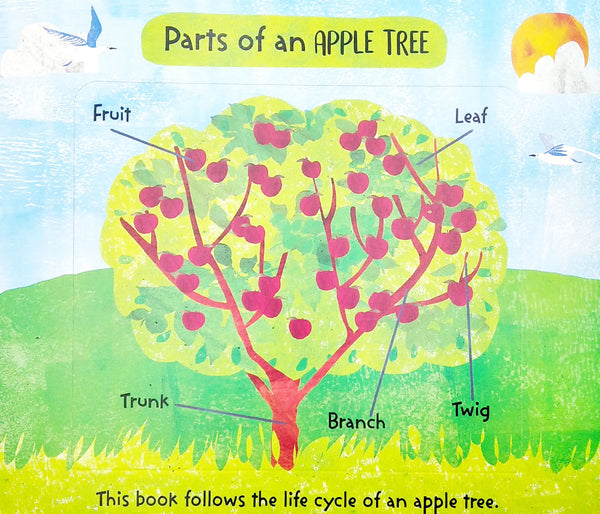 The Life Cycle Of Trees