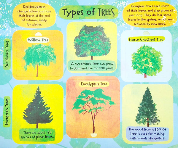 The Life Cycle Of Trees