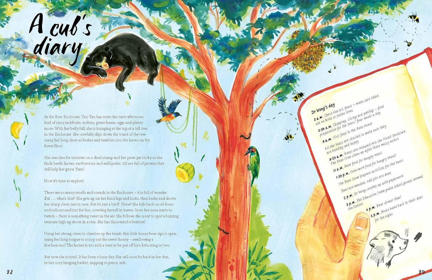 A Bear Belongs: A Rescue Story - Catherine Barr