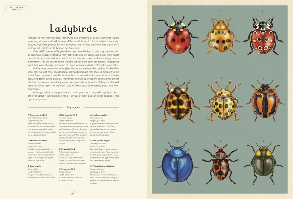 Welcome to the Museum: Insectarium