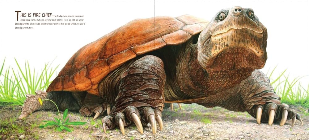 The True and Lucky Life of a Turtle