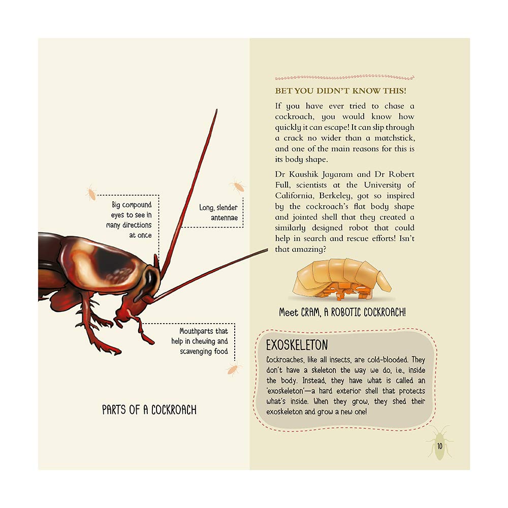 Eeks! I Saw a Cockroach!