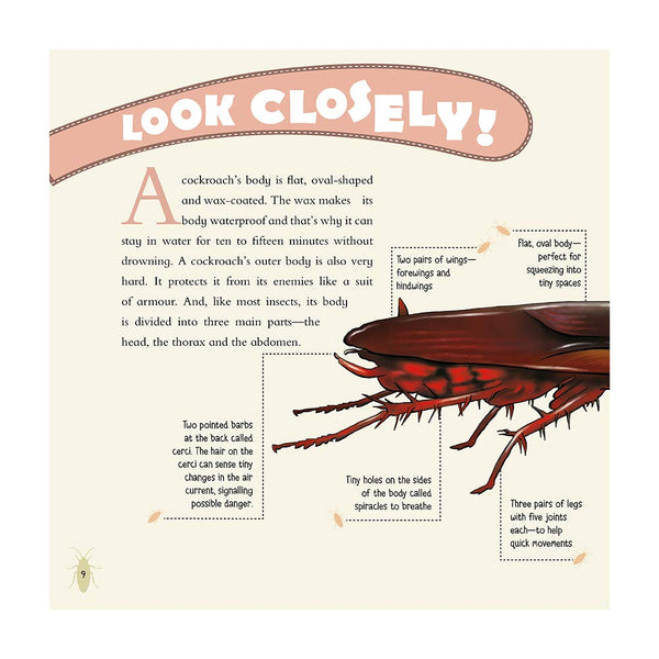 Eeks! I Saw a Cockroach!