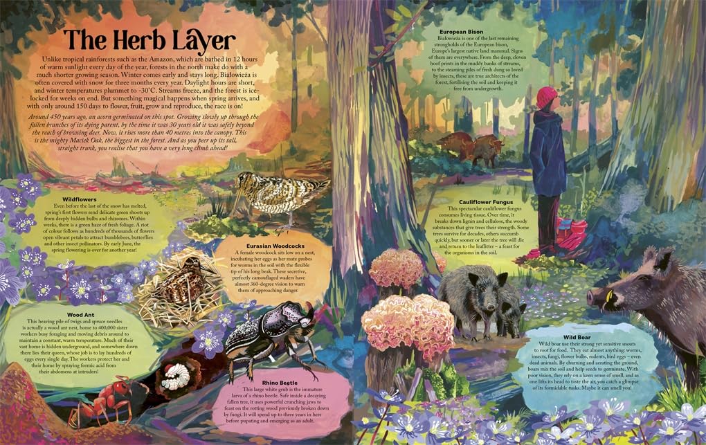 Under the Starlit Sky: Explore the Forest Layer By Layer