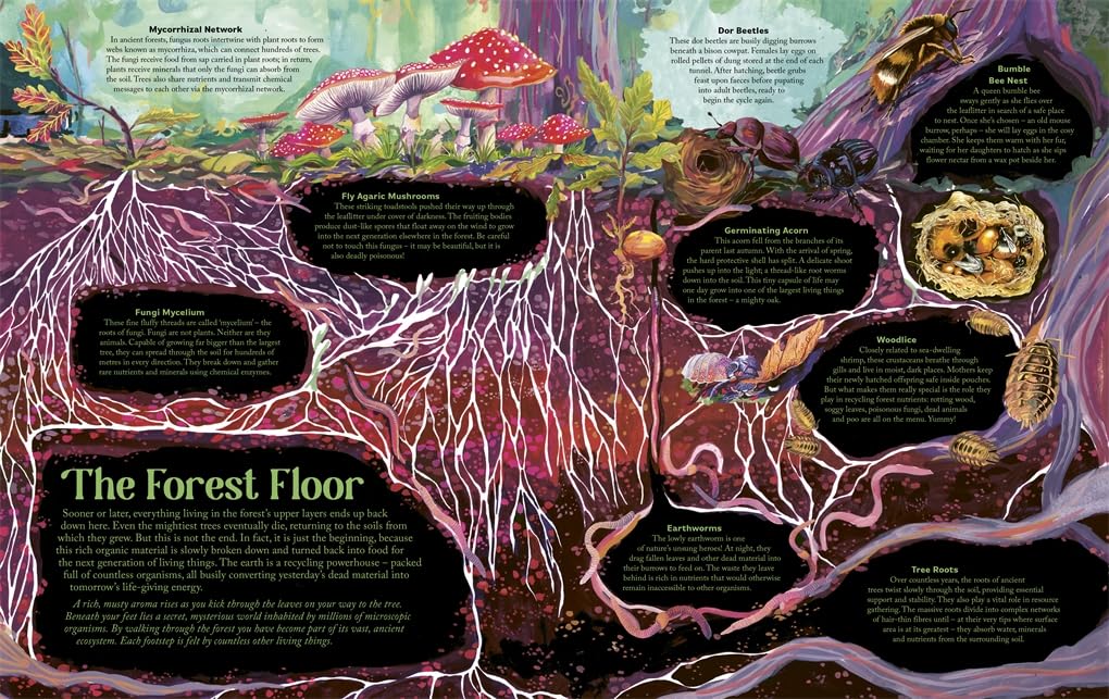 Under the Starlit Sky: Explore the Forest Layer By Layer