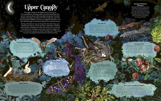 Under the Starlit Sky: Explore the Forest Layer By Layer