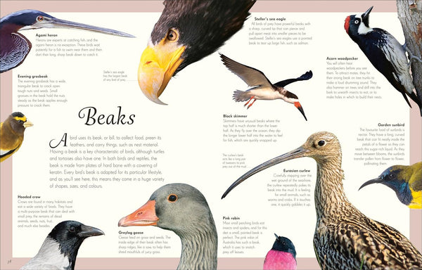 DK An Anthology of Exquisite Birds