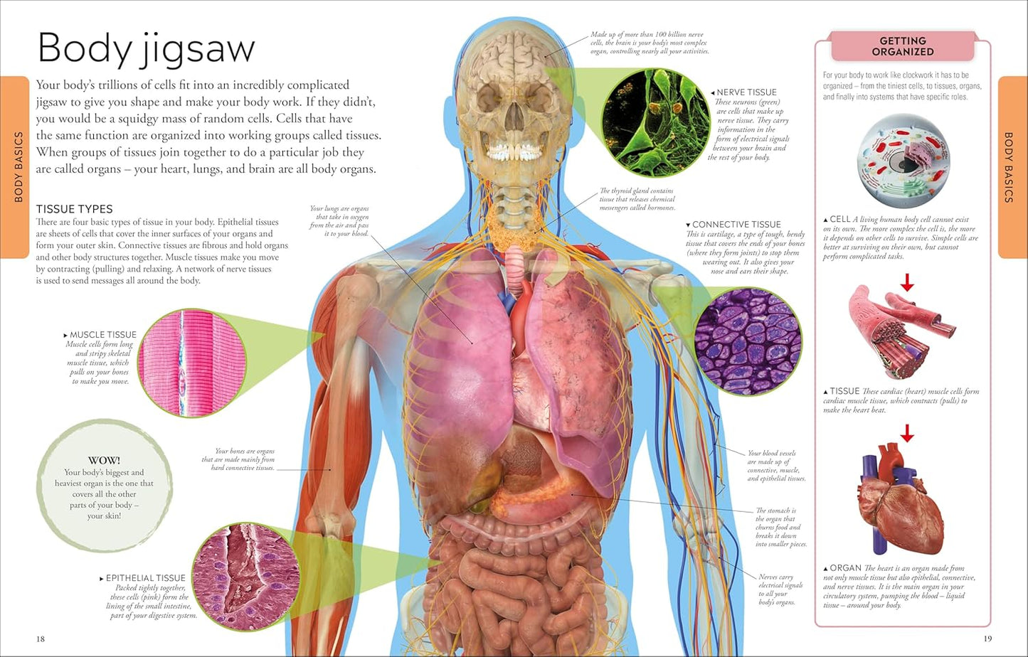 DK Human Body: A Children's Encyclopedia