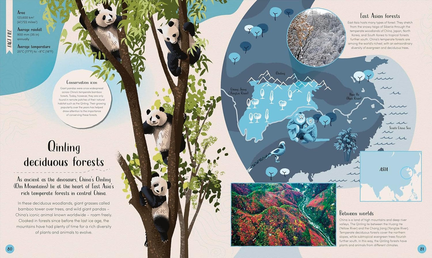 DK Forest: Walk Through the Fascinating World of the Wild