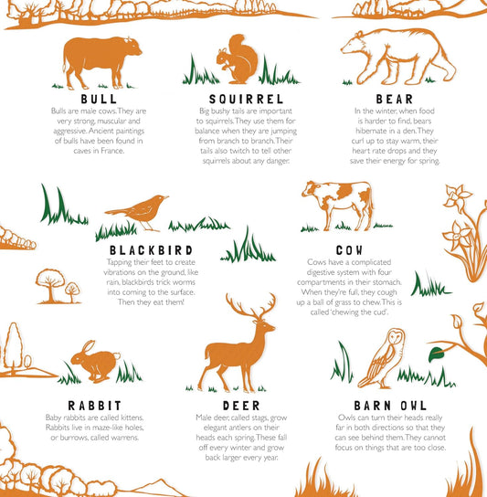 Animal Camouflage (Search and Find)