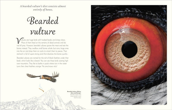 DK An Anthology of Exquisite Birds