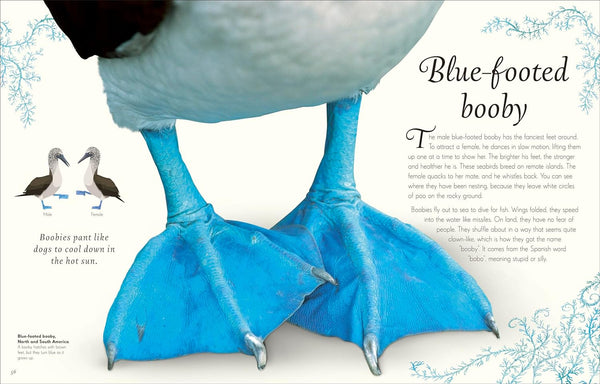 DK An Anthology of Exquisite Birds