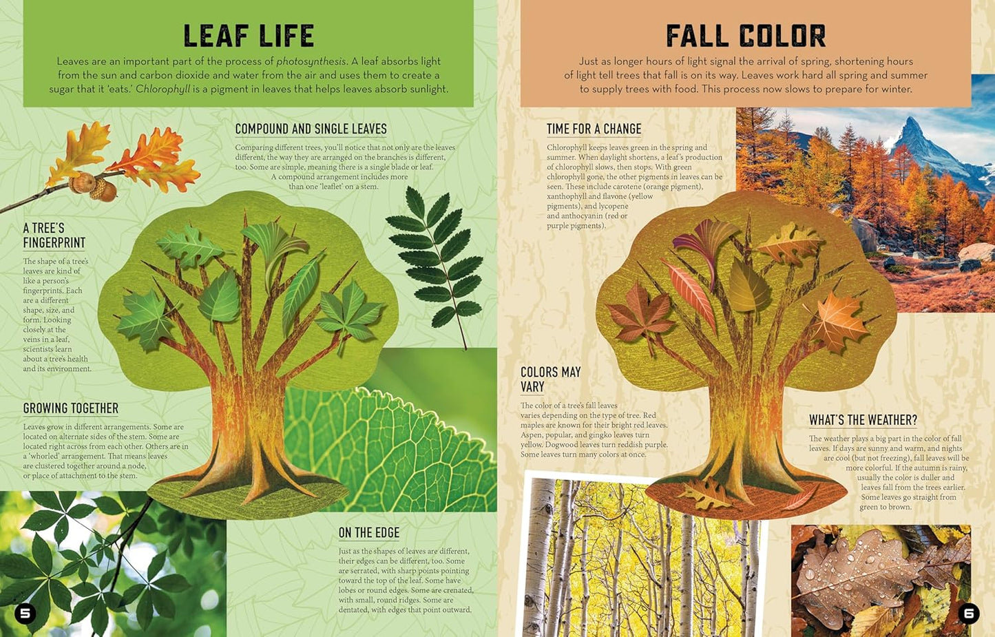 Inside Out Forest: Discover Nature's Most Dynamic Ecosystems