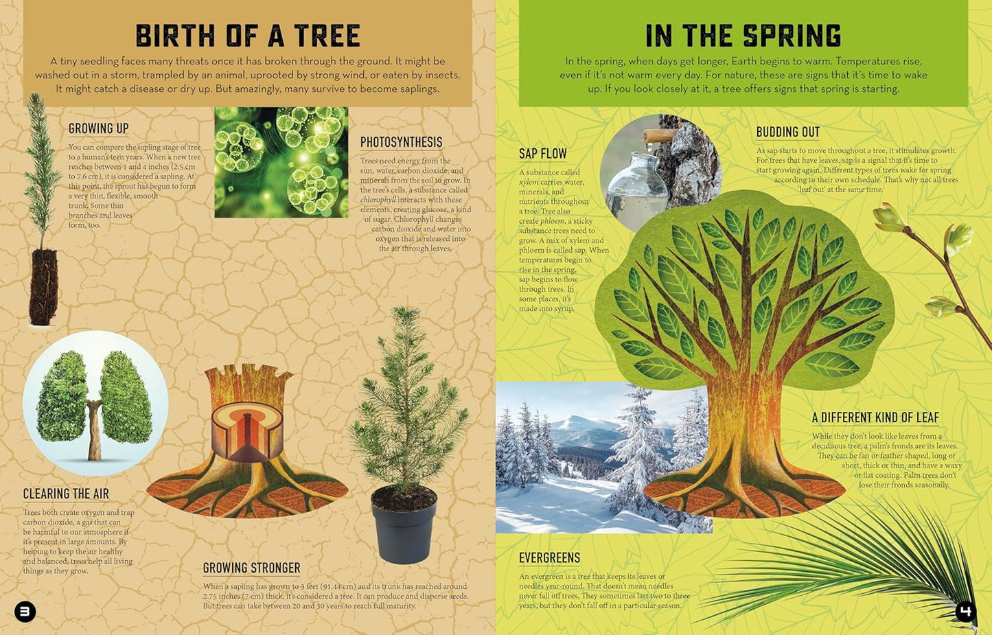 Inside Out Forest: Discover Nature's Most Dynamic Ecosystems