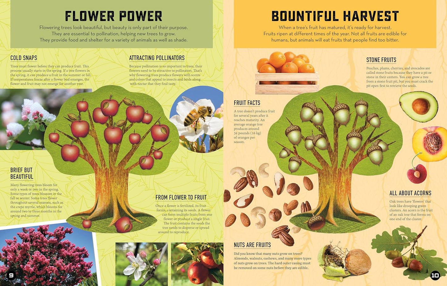 Inside Out Forest: Discover Nature's Most Dynamic Ecosystems