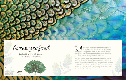 DK An Anthology of Exquisite Birds