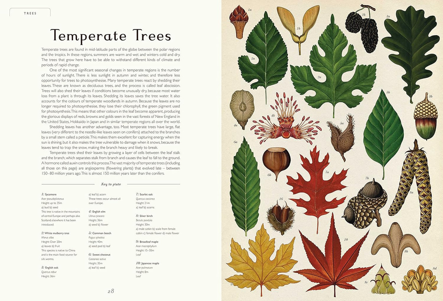 Welcome to the Museum: Botanicum