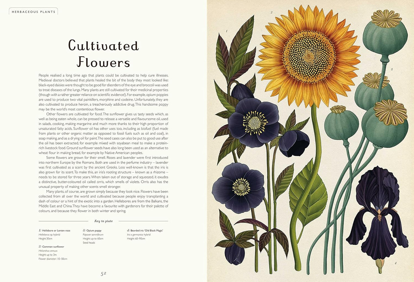 Welcome to the Museum: Botanicum