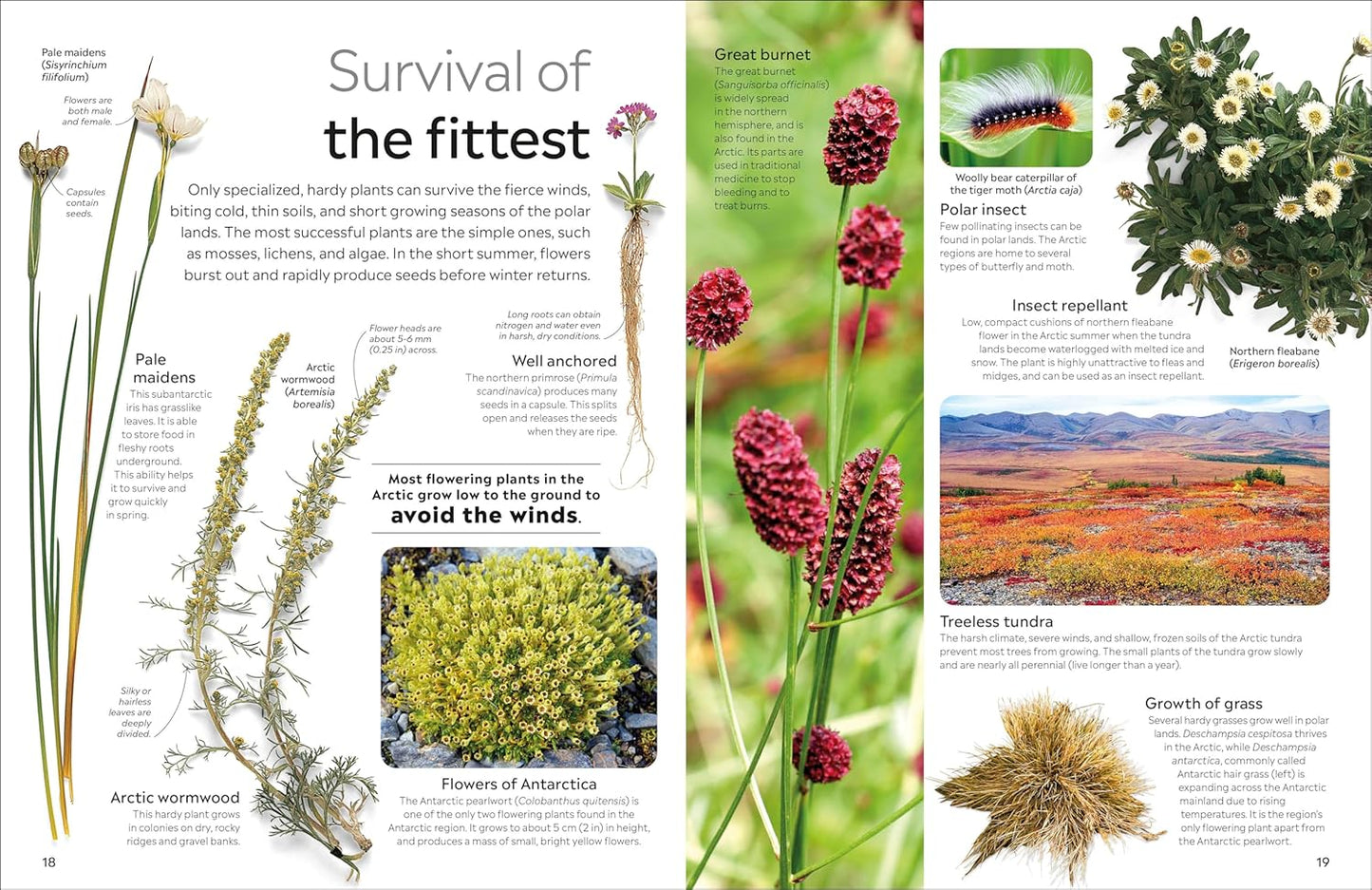 DK Arctic & Antarctic