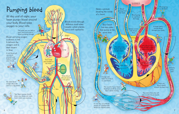 An Usborne Flap Book: See Inside Your Body