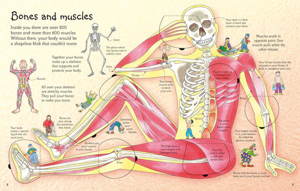 An Usborne Flap Book: See Inside Your Body