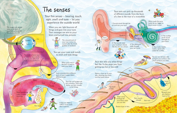 An Usborne Flap Book: See Inside Your Body