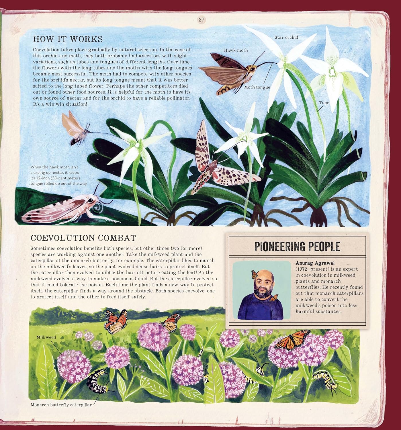 Evolution - Sarah Darwin