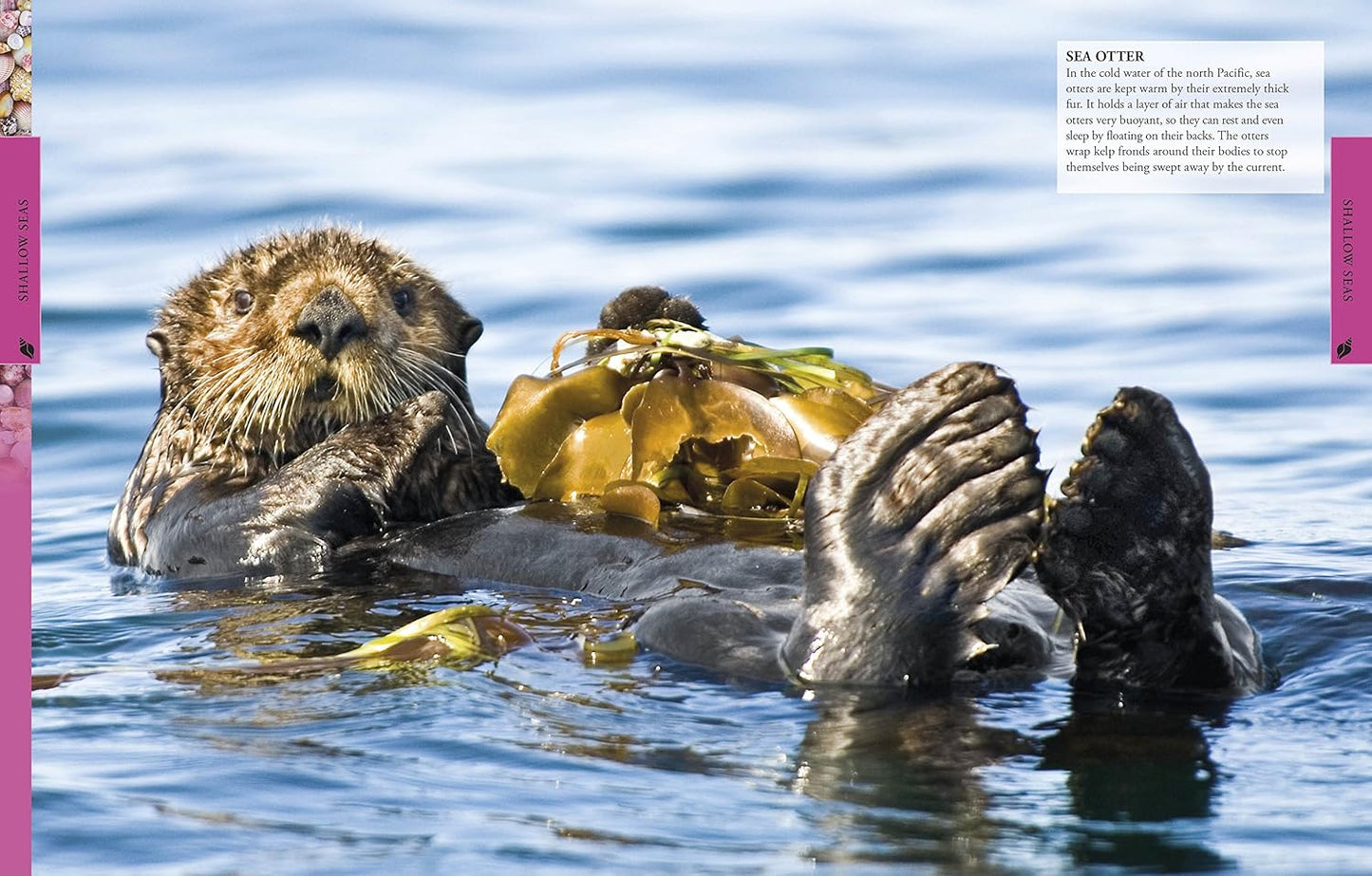 DK Ocean A Children's Encyclopedia