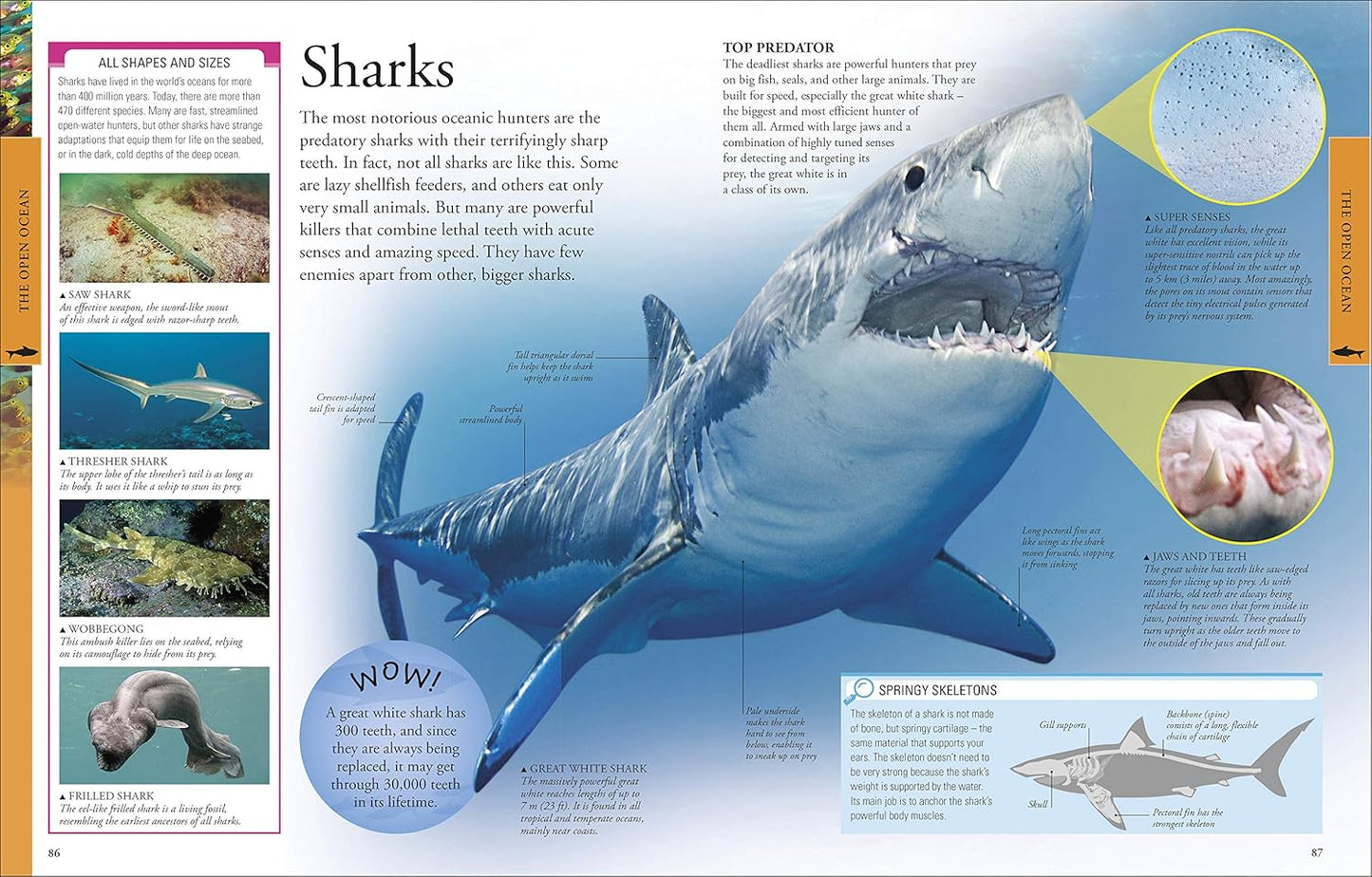 DK Ocean A Children's Encyclopedia