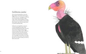 Atlas Of Amazing Birds
