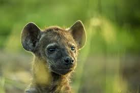 DK Born to be Wild: How Baby Animals Survive and Thrive