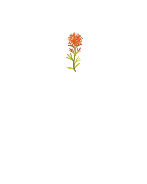 The Legend of the Indian Paintbrush By Tomie dePaola