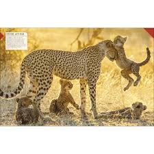 DK Born to be Wild: How Baby Animals Survive and Thrive
