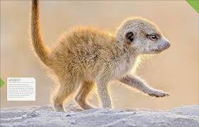 DK Born to be Wild: How Baby Animals Survive and Thrive
