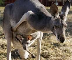 DK Born to be Wild: How Baby Animals Survive and Thrive