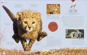 DK Born to be Wild: How Baby Animals Survive and Thrive