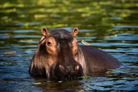 DK Born to be Wild: How Baby Animals Survive and Thrive