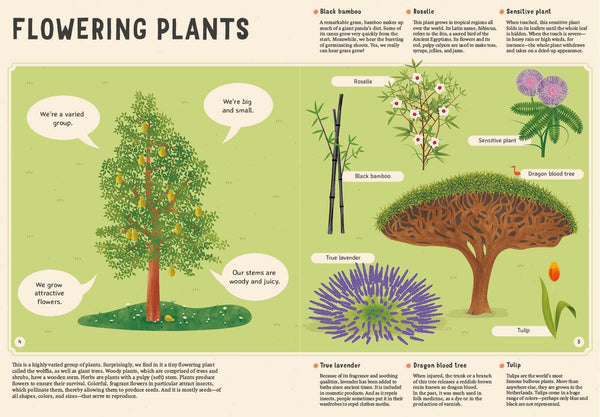 Encyclopedia of Plants, Fungi, and Lichens: for Young Readers