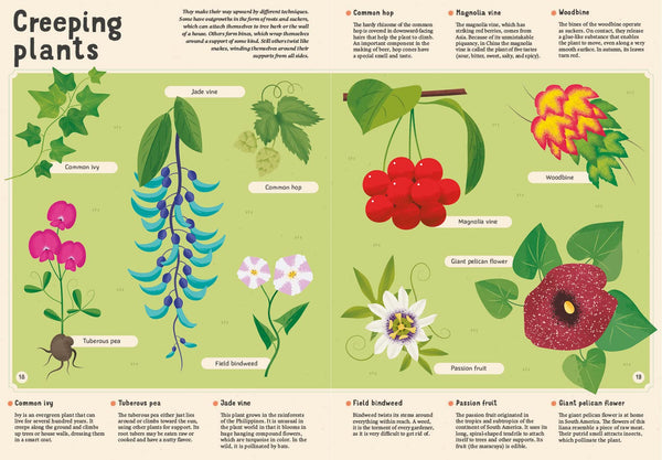 Encyclopedia of Plants, Fungi, and Lichens: for Young Readers