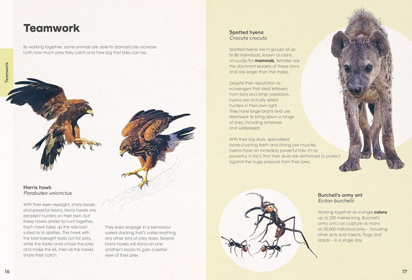 Ben Rothery's Deadly and Dangerous Animals